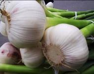 White-Garlic