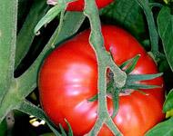GAP (Good Agricultural Practice) Tomato