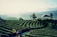 玉蘭茶園