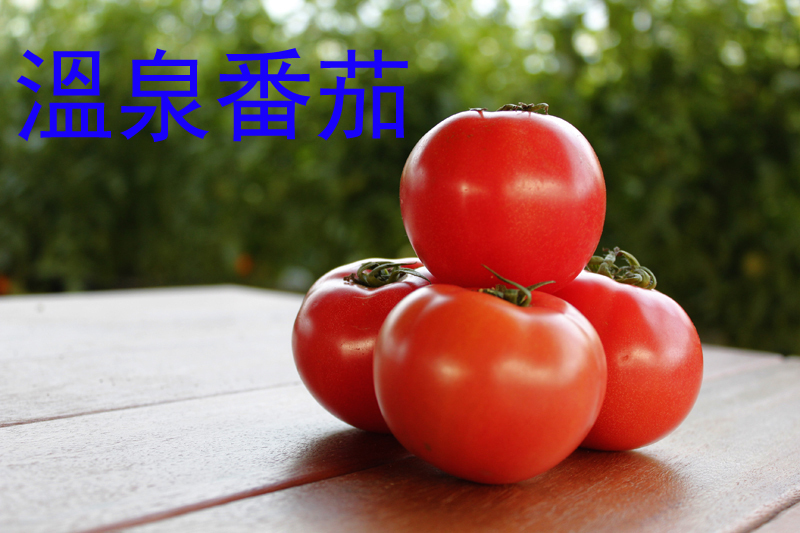 溫泉番茄