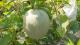 直立式栽種法洋香瓜