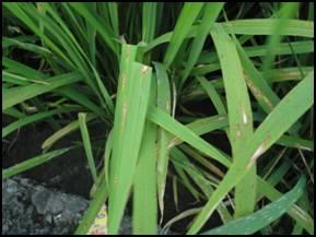 水稻稻熱病發生於葉鞘上的病徵