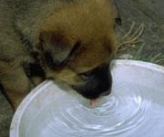 狗在喝水