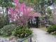 日式庭園區櫻花 (4)
