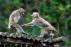 兩隻台灣獼猴在木架上玩耍