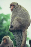 一隻台灣獼猴坐在樹幹末端凝視左方,後方還有一隻獼猴