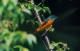 紅山椒鳥 Pericrocotus solaris