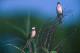 白頭翁 Pycnonotus sinensis