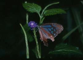 小青斑蝶 Parantica swinhoei