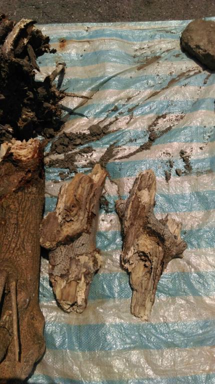 樹莖基部與根部表面有黃色、深褐色至黑褐色菌絲面